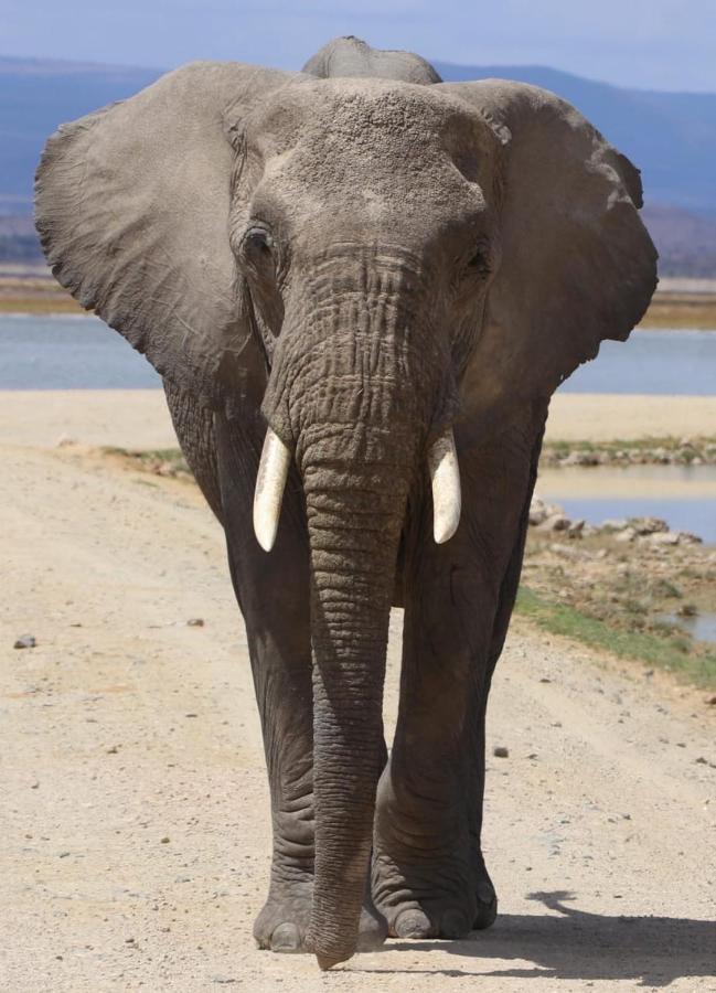 Amboseli Redhouse Διαμέρισμα Εξωτερικό φωτογραφία